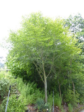 Image of American beech