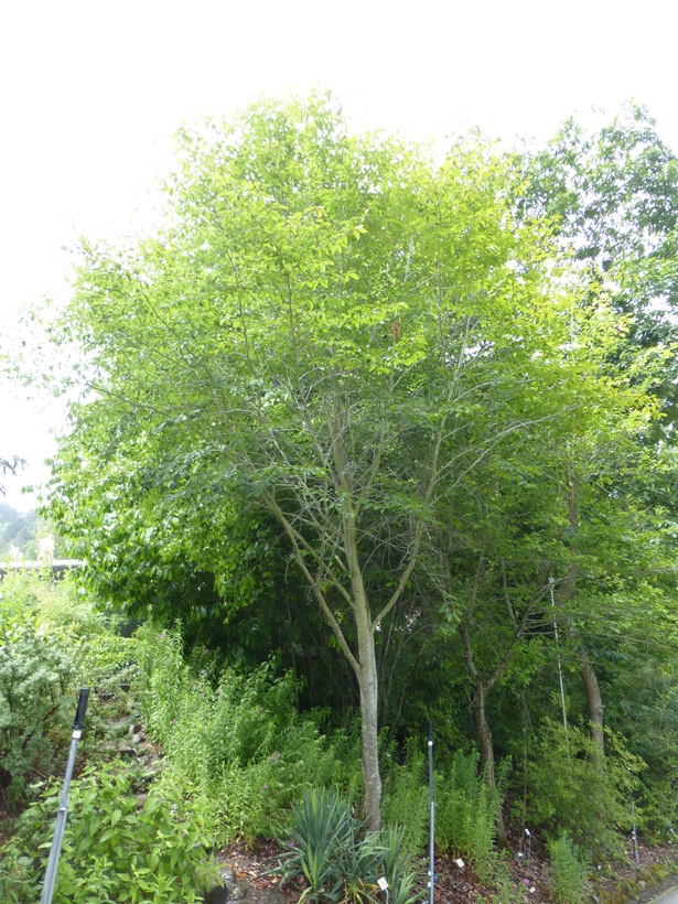 Image de Hêtre à grandes feuilles