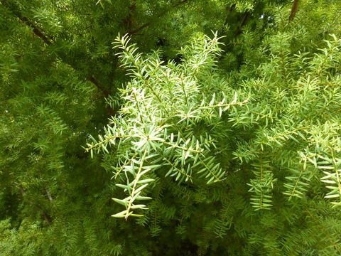 Imagem de Podocarpus totara G. Benn. ex D. Don