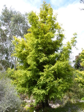 Podocarpus totara G. Benn. ex D. Don resmi