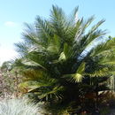 Image of Chile cocopalm