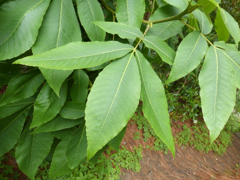 Image de <i>Carya ovata</i> var. <i>mexicana</i>