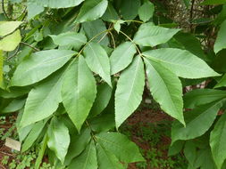 Image of <i>Carya ovata</i> var. <i>mexicana</i>