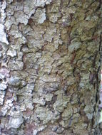 Image of Quercus obtusata Bonpl.