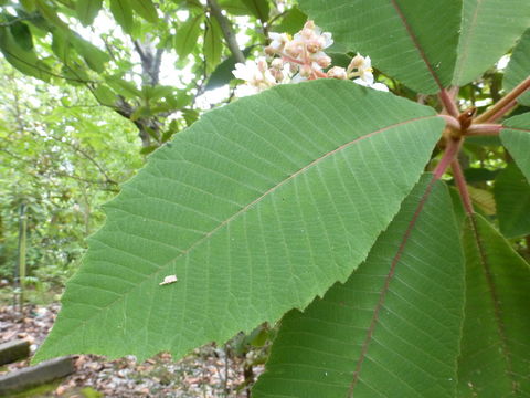 Image of Saurauia madrensis B. T. Keller & D. E. Breedlove