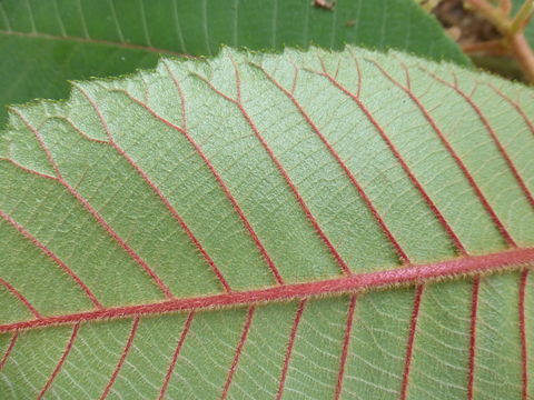 Image of Saurauia madrensis B. T. Keller & D. E. Breedlove