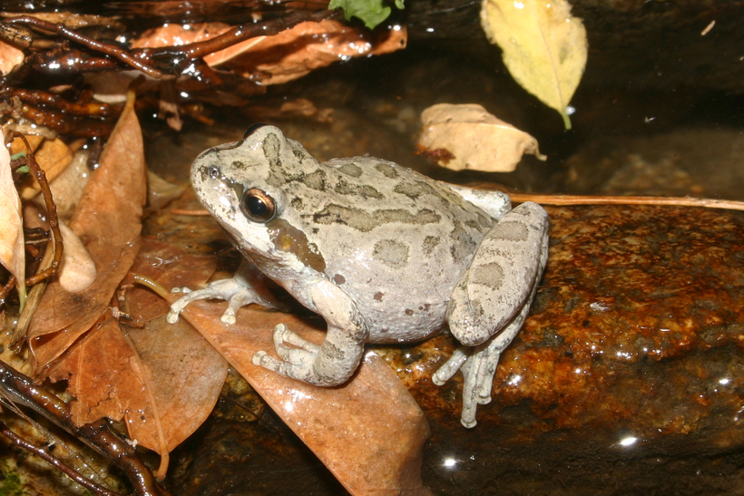 Image of Northern Pacific Treefrog