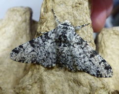 Image of peppered moth