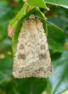 Image of The Mottled Rustic, Brungult Lövfly