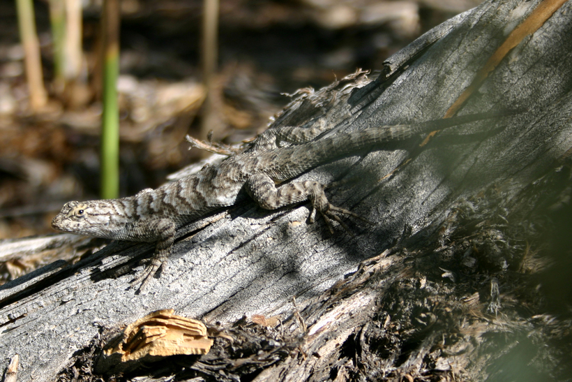 Image of Western Fence Lizard