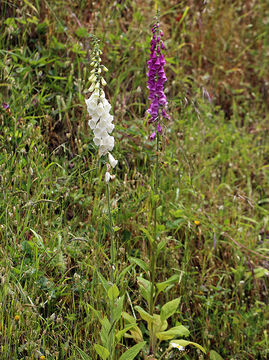 Image of Foxglove