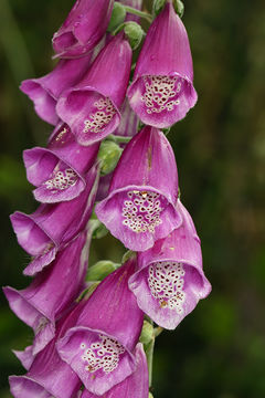 Imagem de Digitalis purpurea L.