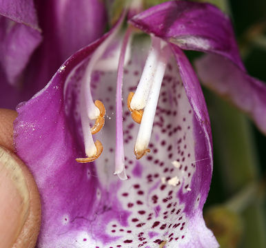 Imagem de Digitalis purpurea L.