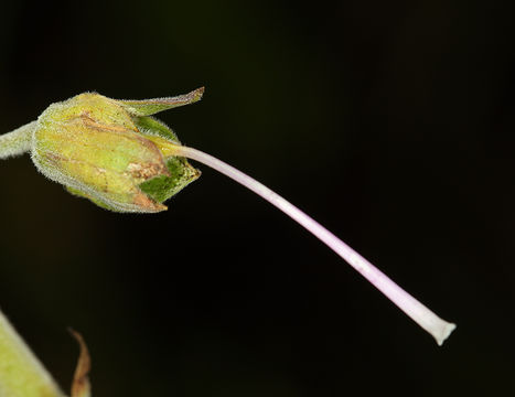 Image of Foxglove