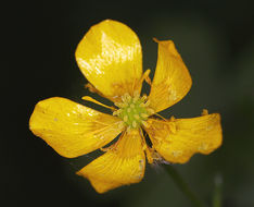 Image of woodland buttercup