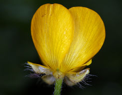 Image of woodland buttercup