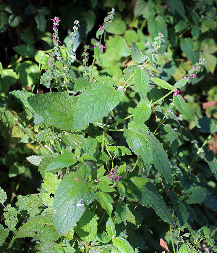 Image of purple archangel