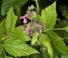 Image of purple archangel