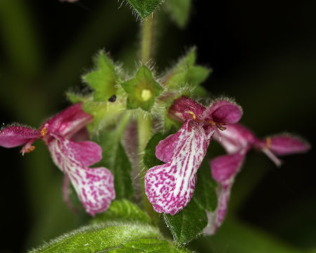 Image of purple archangel