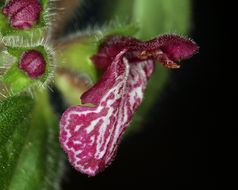 Image of purple archangel