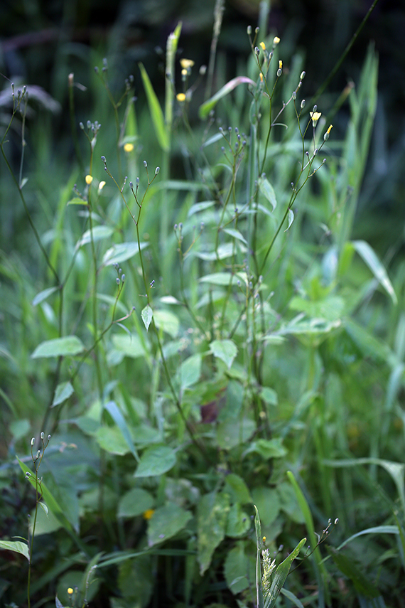 Image of common nipplewort