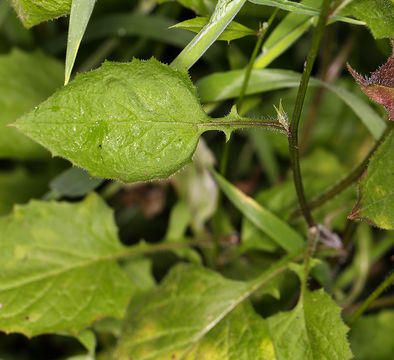 Plancia ëd Lapsana communis L.