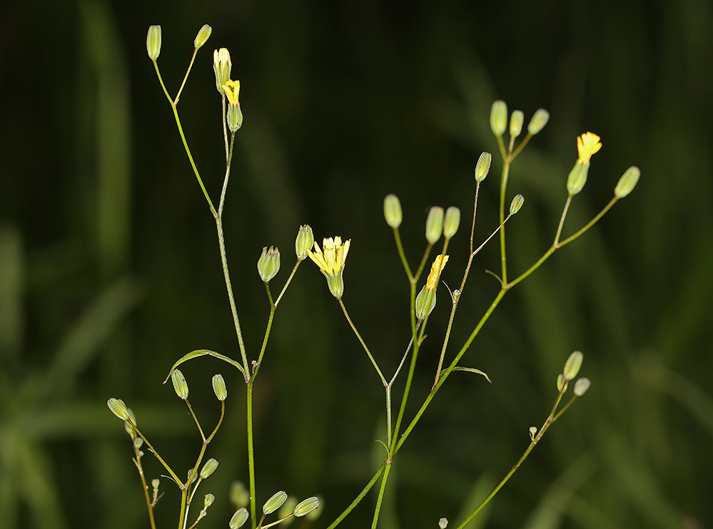 Image of common nipplewort