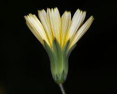 Image of common nipplewort