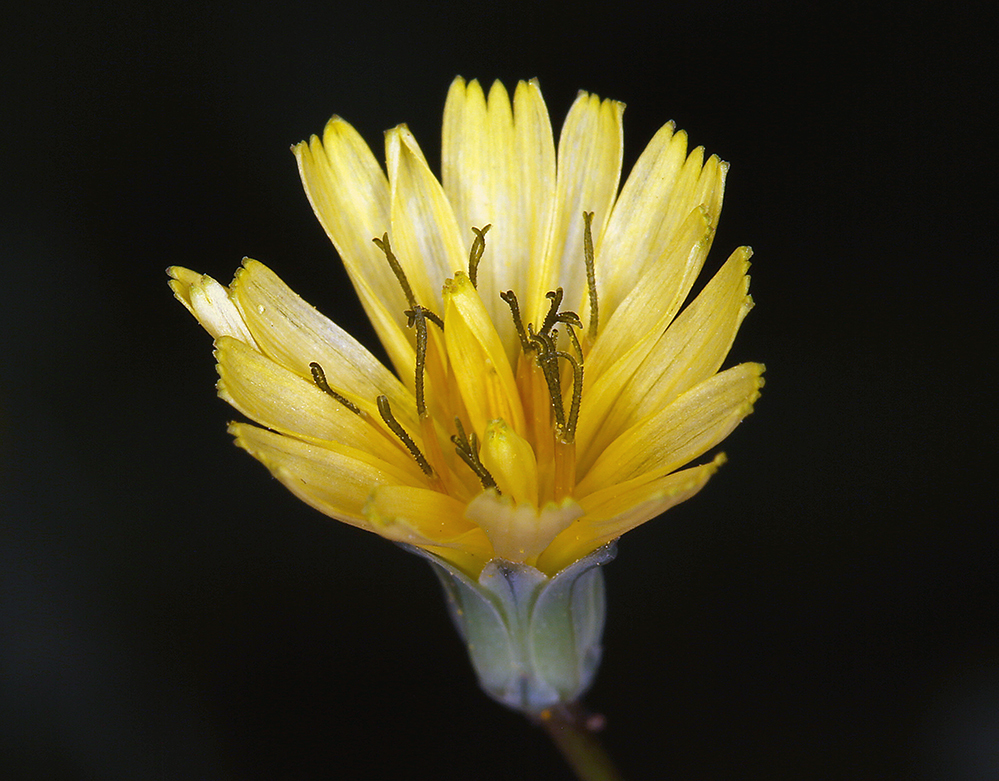 Image of common nipplewort