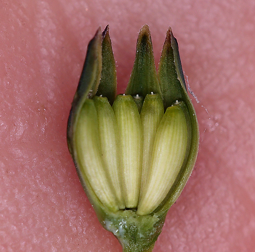 Image of common nipplewort