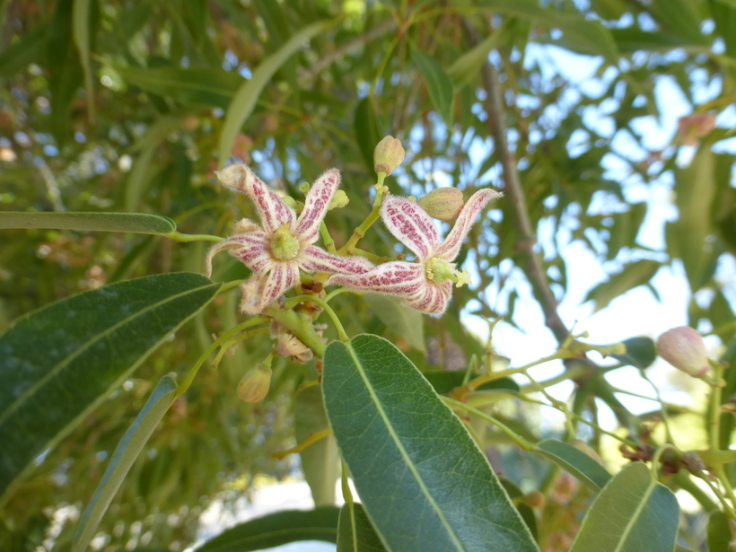 Imagem de Brachychiton rupestris (Lindley) Schumann