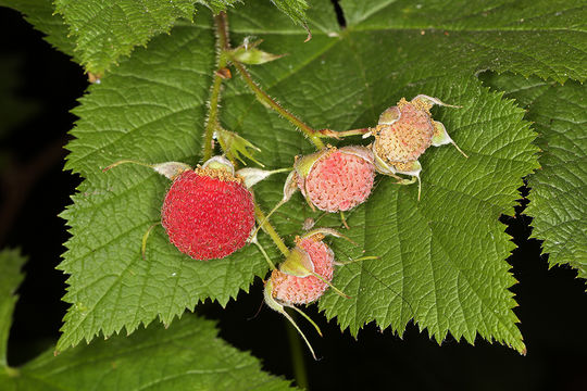 Image of salmonberry