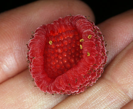 Image of salmonberry