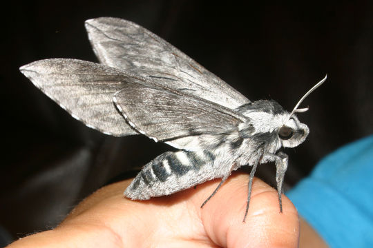 Image of Wild Cherry Sphinx