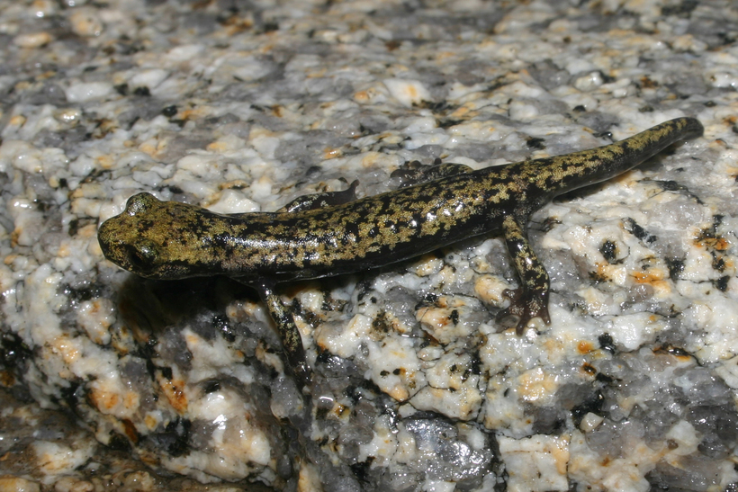 Image of Mount Lyell Salamander