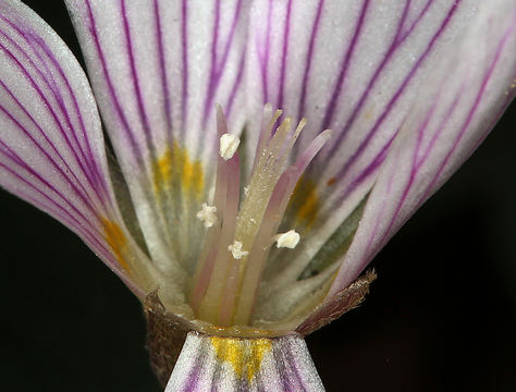 Image of redwood-sorrel