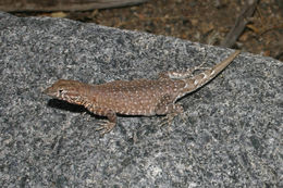 Image of common side-blotched lizard