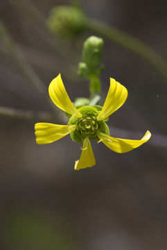 Imagem de Silphium compositum Michx.