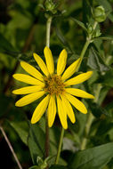 Image of <i>Silphium <i>integrifolium</i></i> var. integrifolium