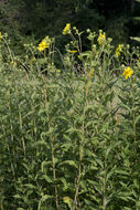 Image of <i>Silphium <i>integrifolium</i></i> var. integrifolium