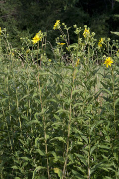 <i>Silphium <i>integrifolium</i></i> var. integrifolium resmi