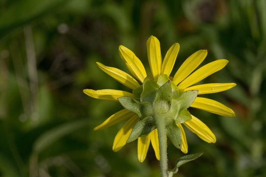 Image of <i>Silphium <i>integrifolium</i></i> var. integrifolium