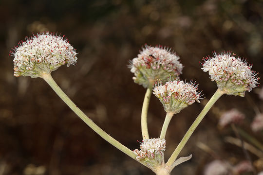 Image of seaside buckwheat