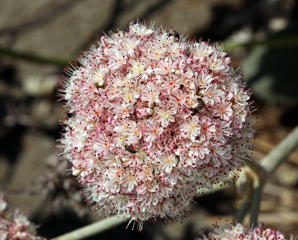 Image of seaside buckwheat