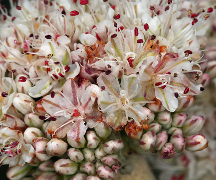 Image of seaside buckwheat