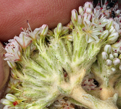 Image of seaside buckwheat