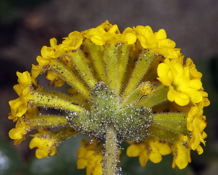 Image of coastal sand verbena