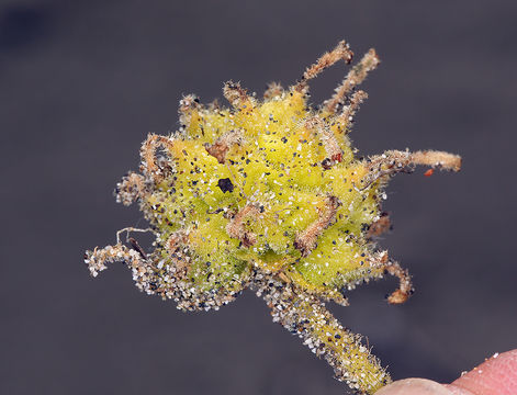 Image of coastal sand verbena