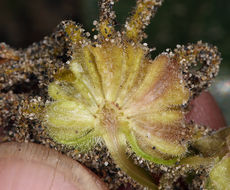 Image of coastal sand verbena