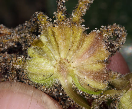 Image of coastal sand verbena